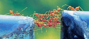 Fourmis cooperation