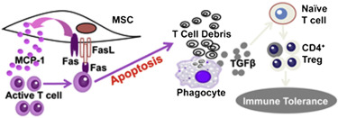 Stem cell transplantation Akiyama